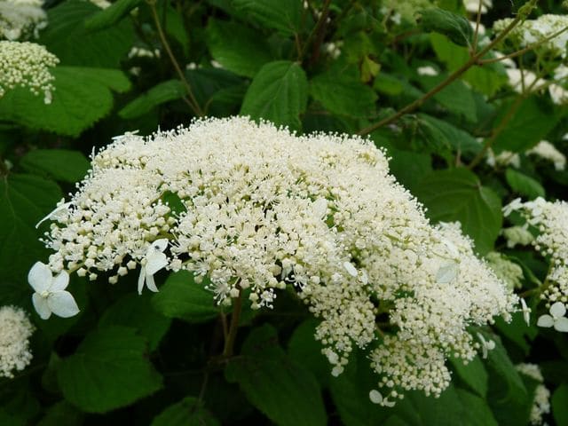 Les Hortensias du Haut Bois Hills of Snow hortensia blanc boule