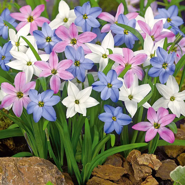 Bakker Ipheion 30 Étoiles de printemps bulbes sachet 30 bleu blanc