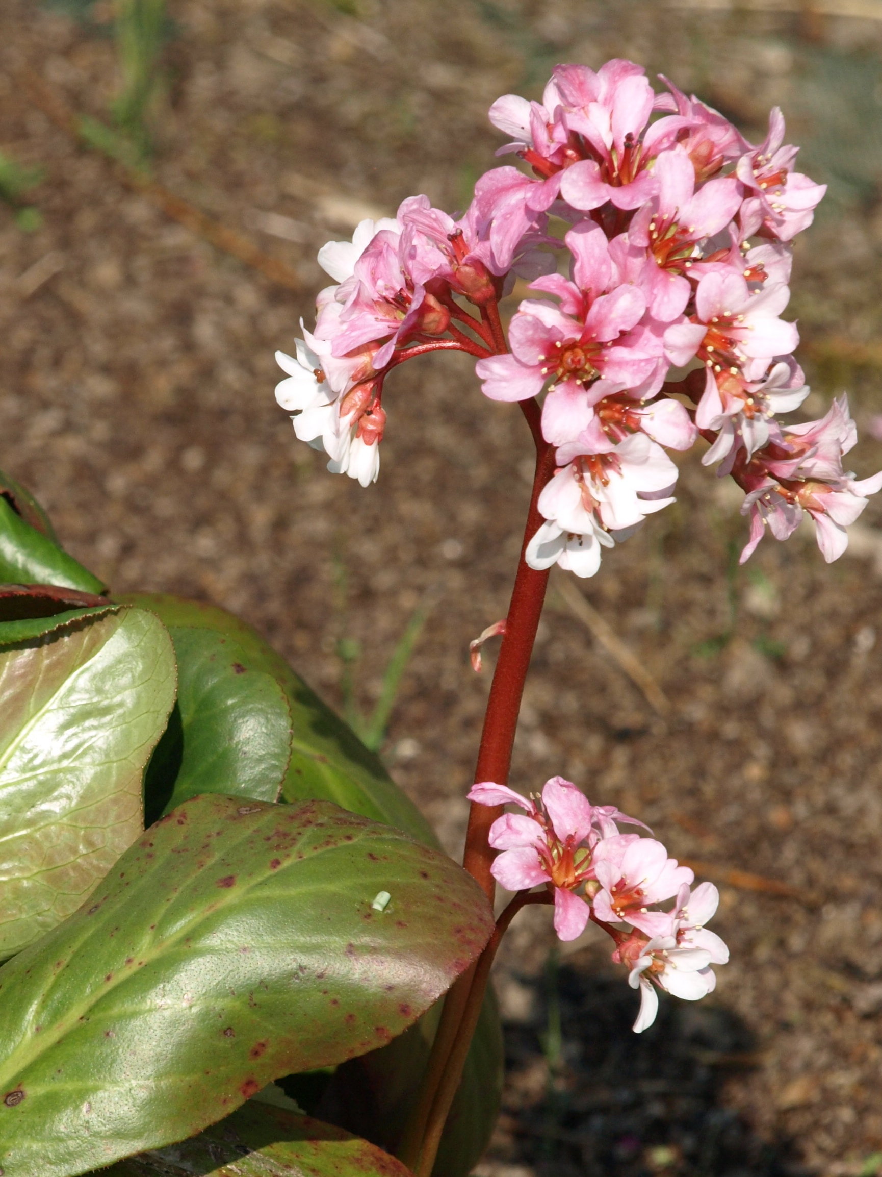 Passion Vivaces Bergenia plante vivace pot 1L persistant couvre-sol