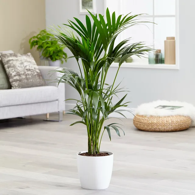 Bakker Howea forsteriana palmier Kentia pot 13cm 40-50cm
