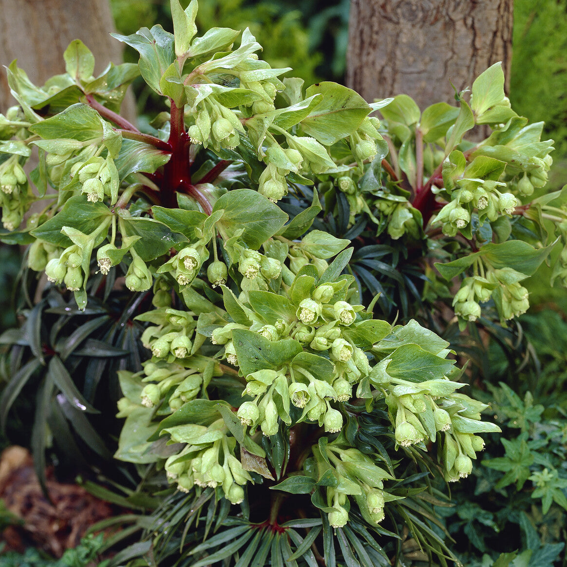 Bakker Hellébore fétide Wester Flisk vivace pot 9cm tiges rouges