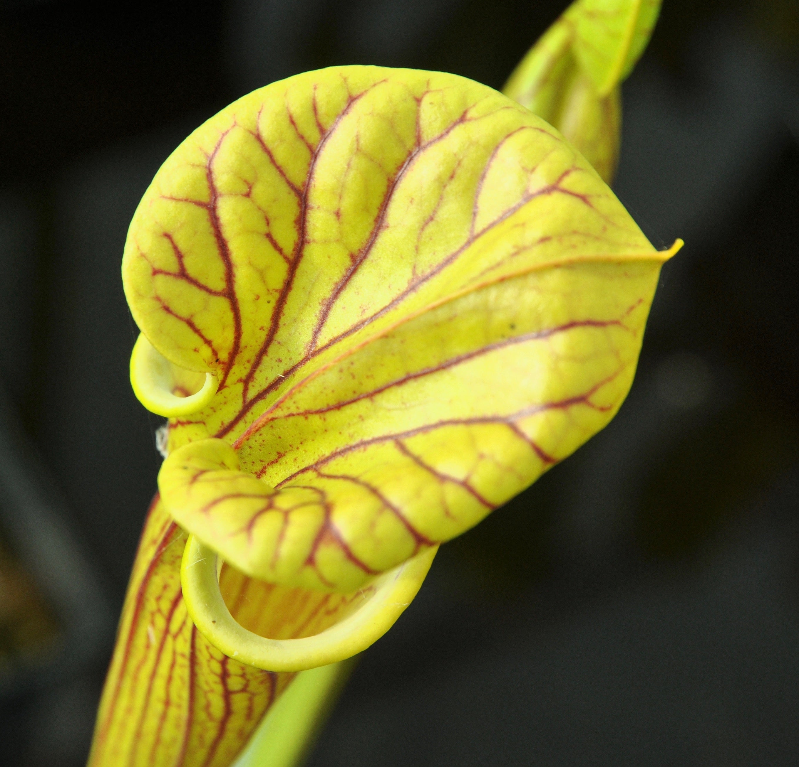 Carniflore Sarracenia flava ornata plante carnivore 1 point