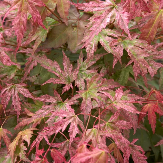 Bakker Érable du Japon Phoenix plante pot 3L 40-50cm