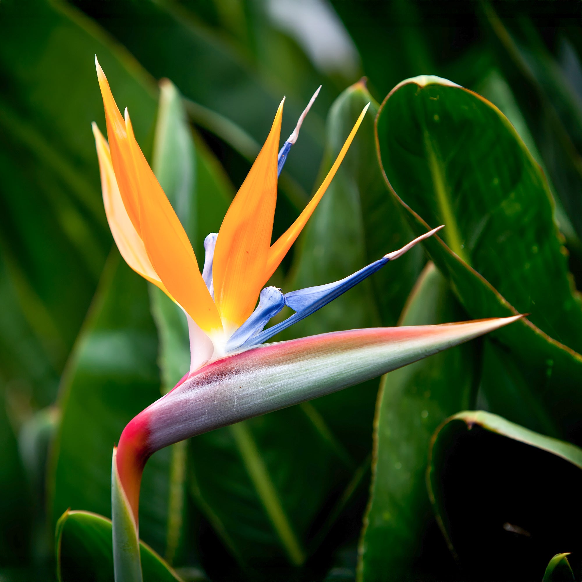 Bakker Strelitzia reginae humilis oiseau paradis pot 13 cm 35 cm