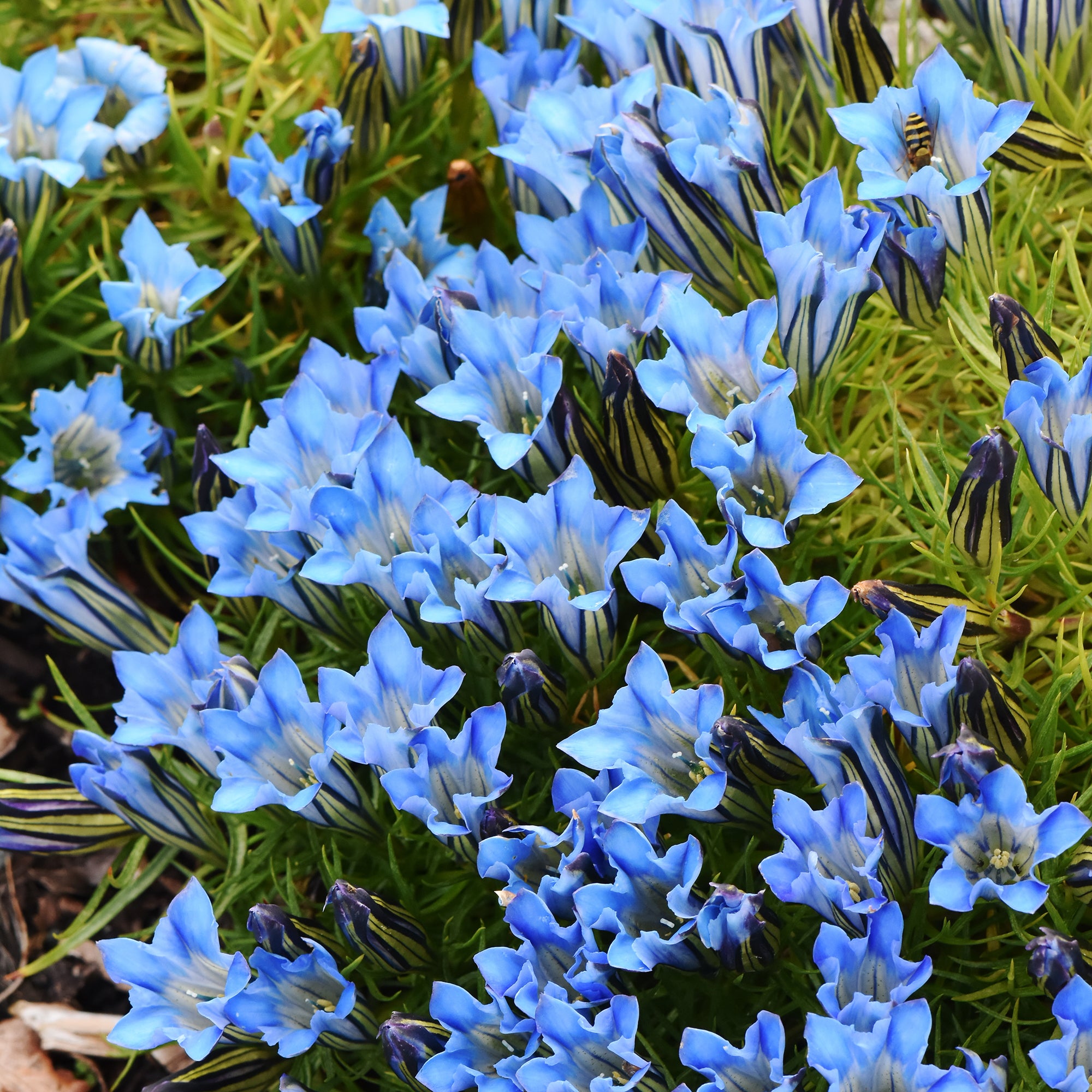 Bakker Gentiane Blue Star vivace bleue godet 8 cm lot 2