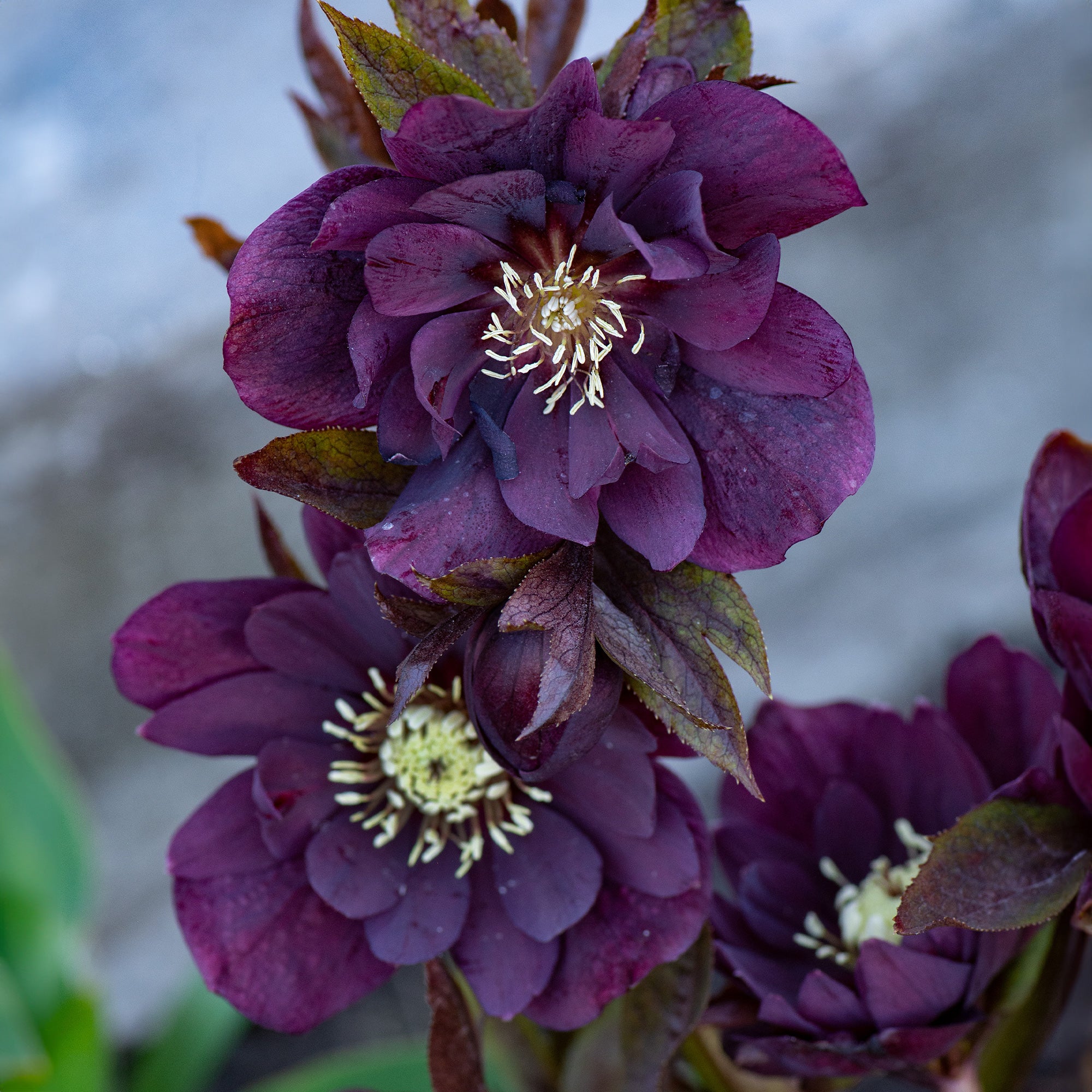 Bakker Ellen 2 Hellébores Orient doubles violettes pot