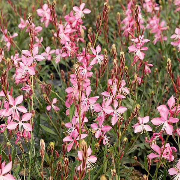 Bakker Gaura Siskiyou Pink vivace rose lot 2 pots 9cm
