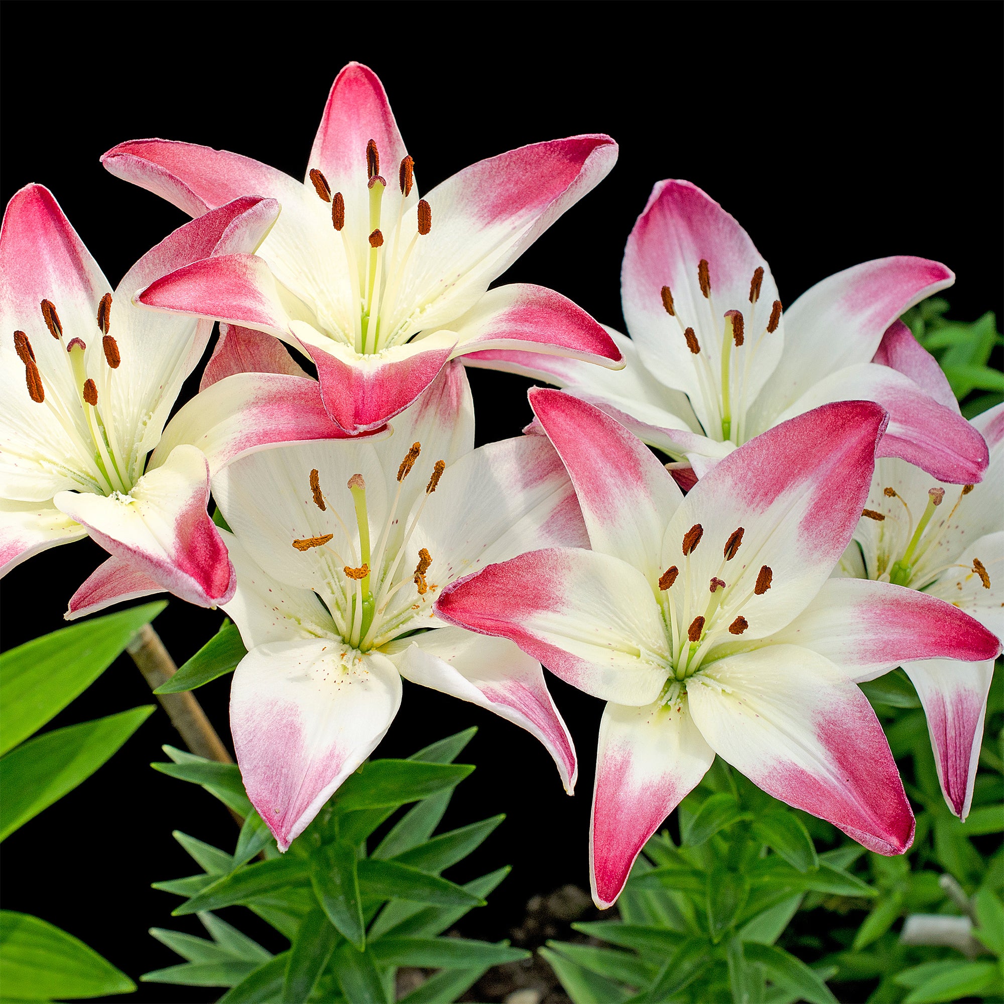 Bakker Lis asiatique Lollypop bulbes 3 bulbes rose blanc