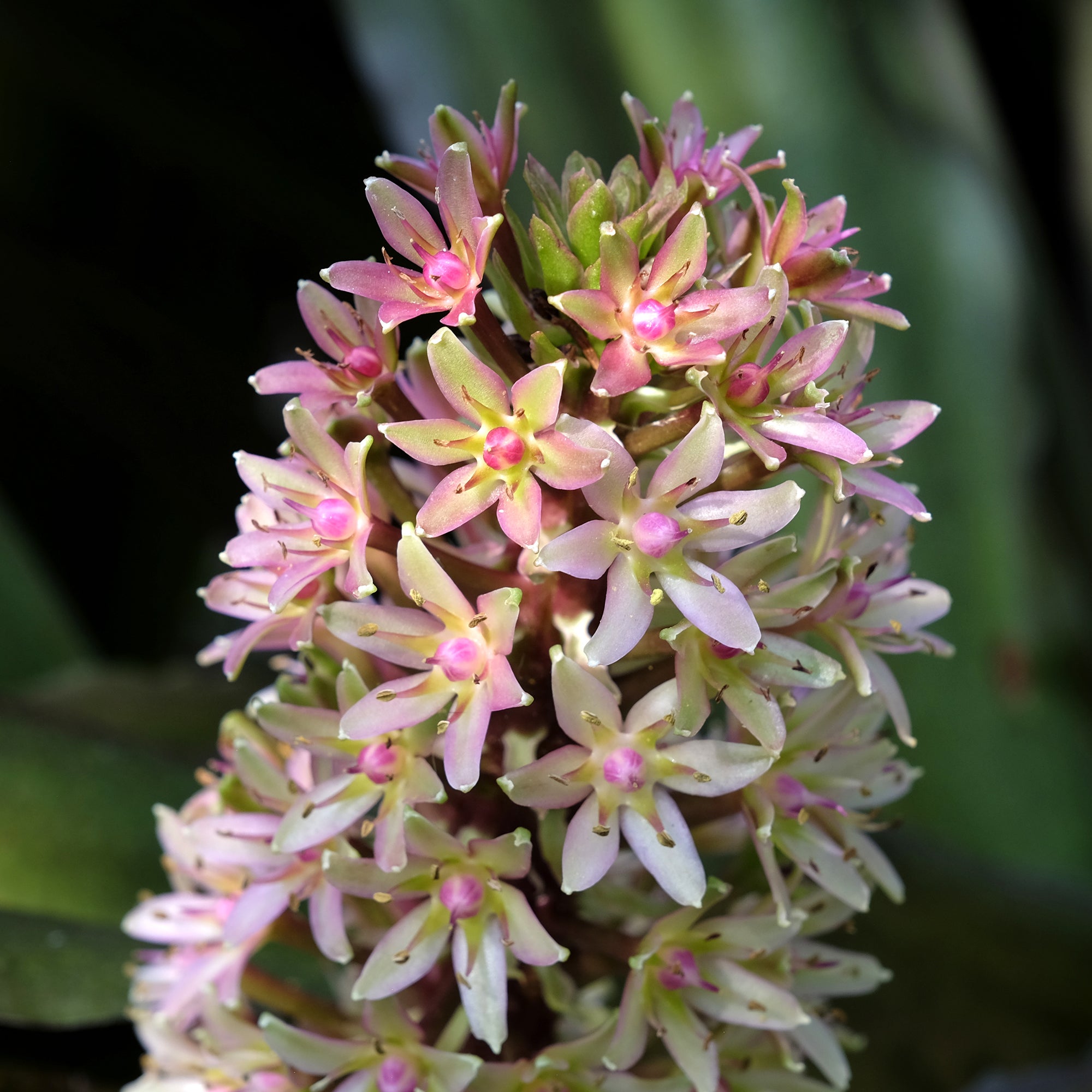 Bakker Eucomis Sparkling Burgundy bulbe 1 feuillage pourpre