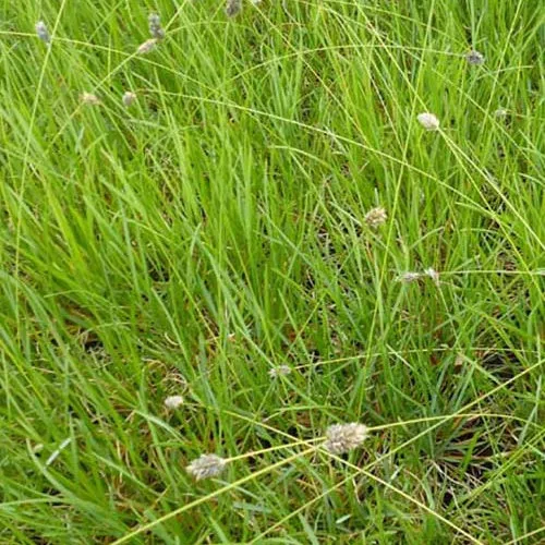 Bakker Extérieur Seslérie Heufleriana graminée pot 9cm bleutée