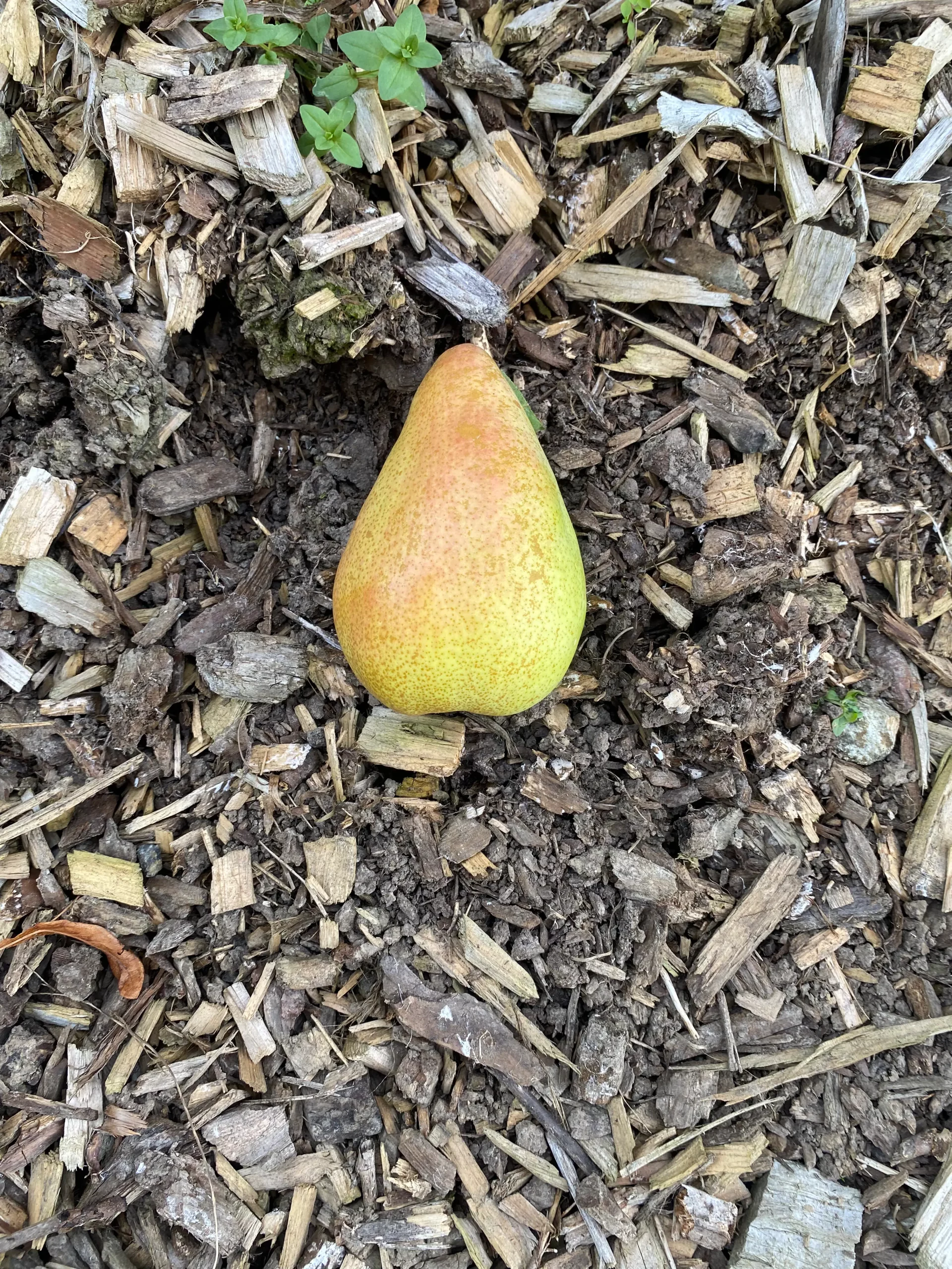 Michel Adam Marguerite Marillat poirier fruitier poires d’été