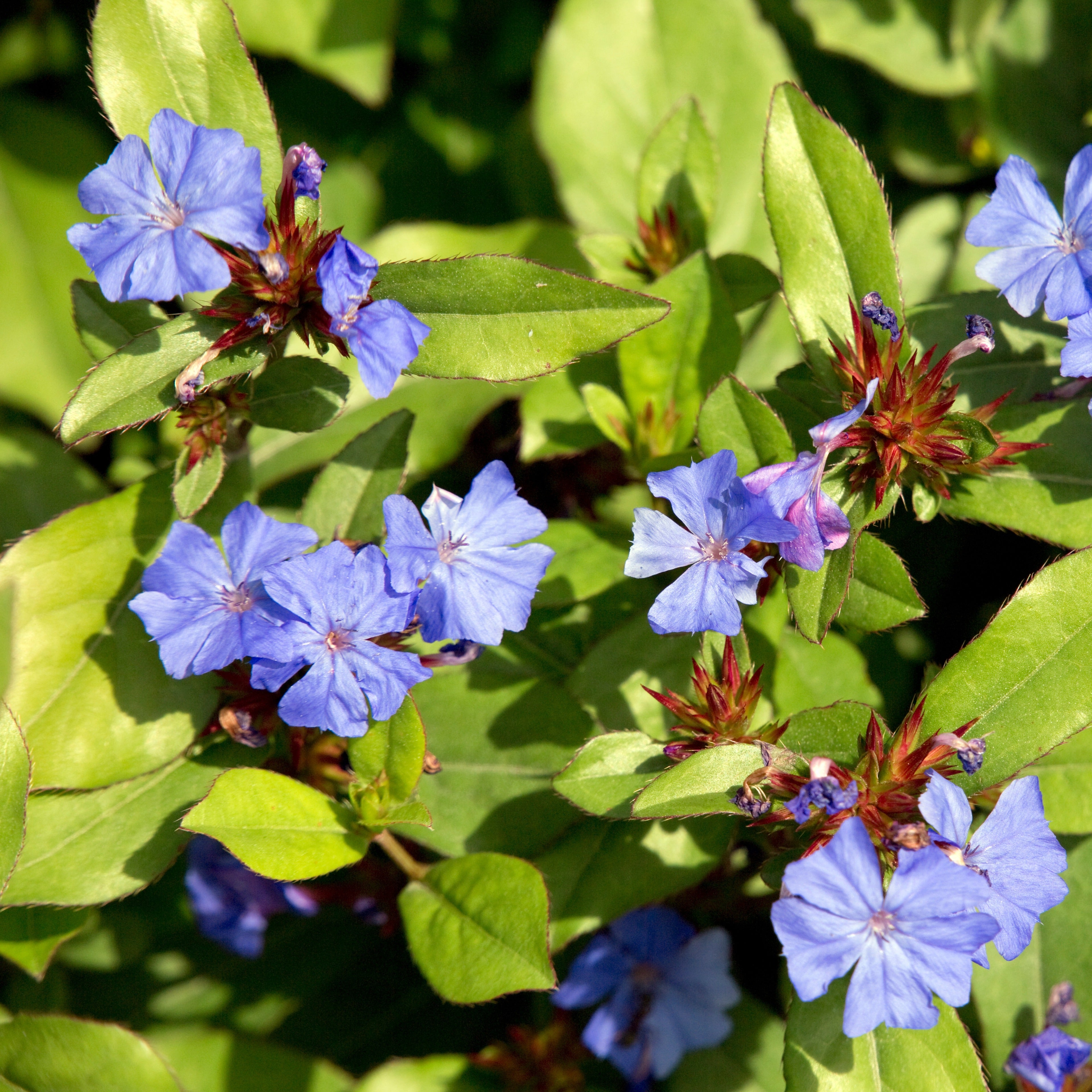 Bakker Vivaces Dentelaire bleue couvre-sol 2 pots Ø9cm bleue