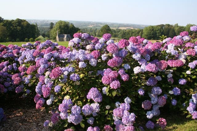 Les Hortensias du Haut Bois Preziosa hortensia serrata godet rose