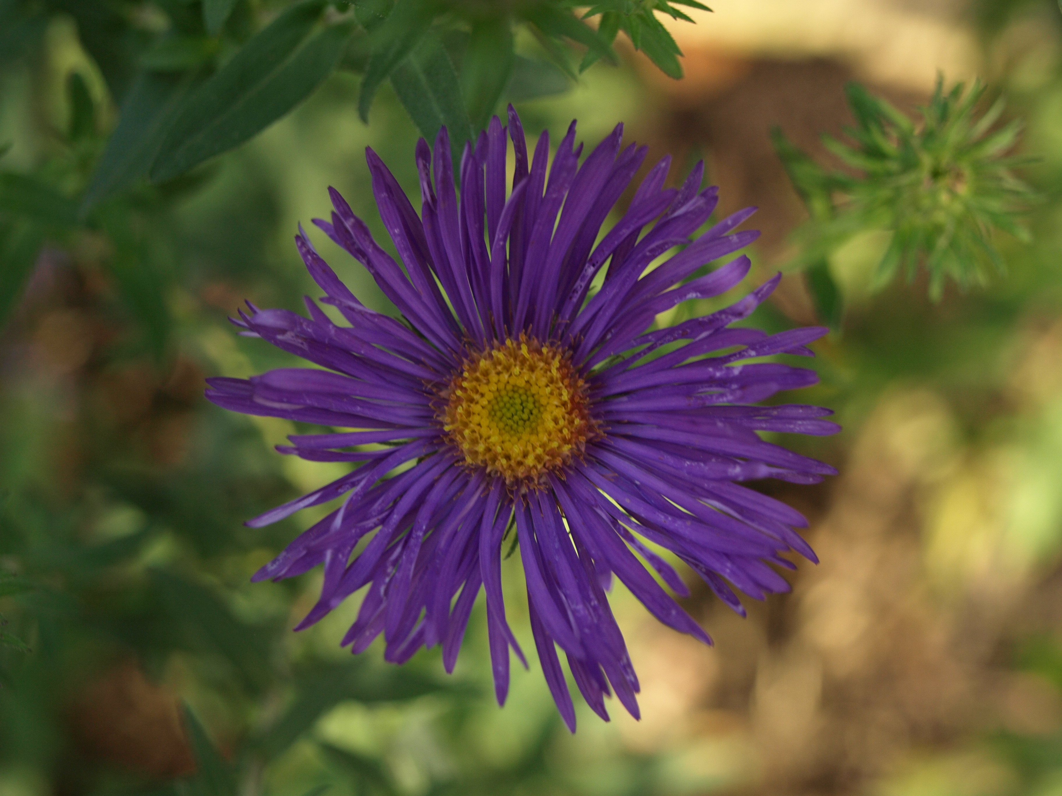 Passion Vivaces Aster Augusta plante de jardin godet fleurs violettes