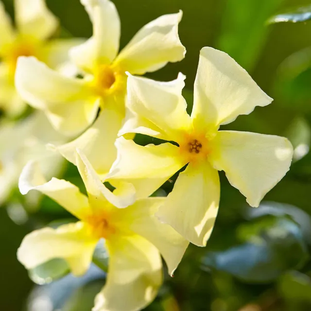 Bakker Star of Toscane jasmin étoilé pot jaune parfumé
