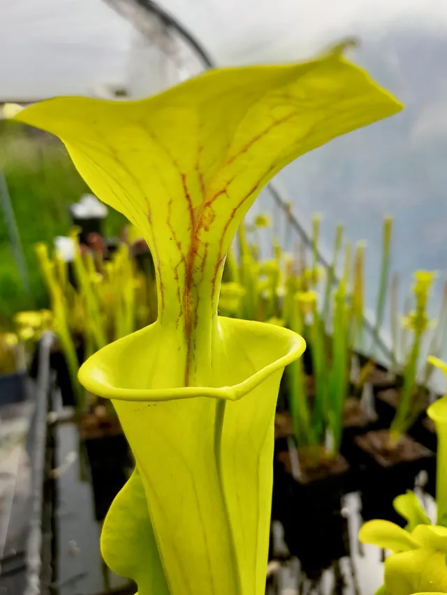 Carniflore Sarracenia flava var. flava plante carnivore 1 point