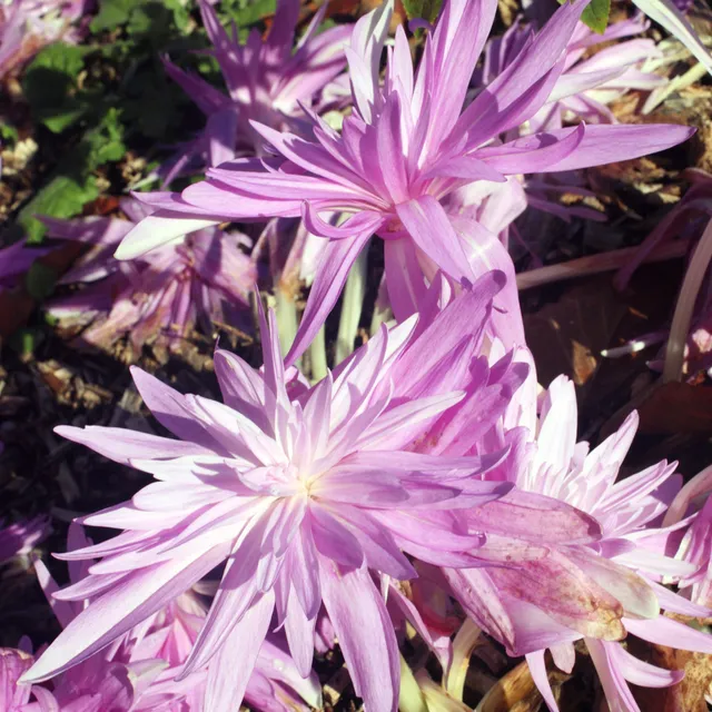 Bakker Colchique Waterlily bulbe violet 1 bulbe double
