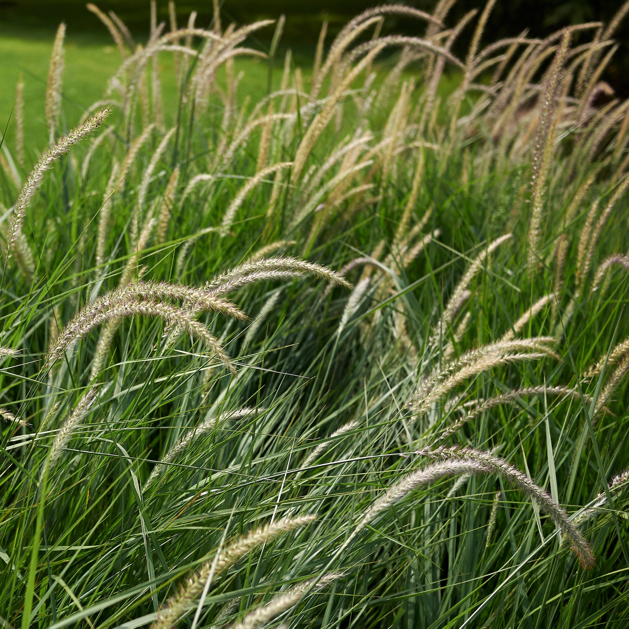 Bakker Fairy Tails pennisetum graminée pot 9cm crème