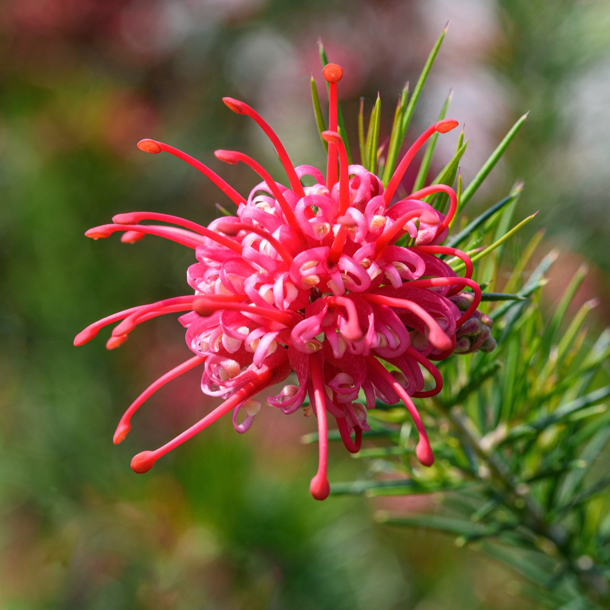 Bakker Grevillea juniperina arbuste fleurs rouges pot 1.3L