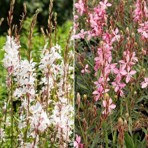 Bakker Gauras Blanc et Rose vivace 2 pots Ø9cm longue floraison