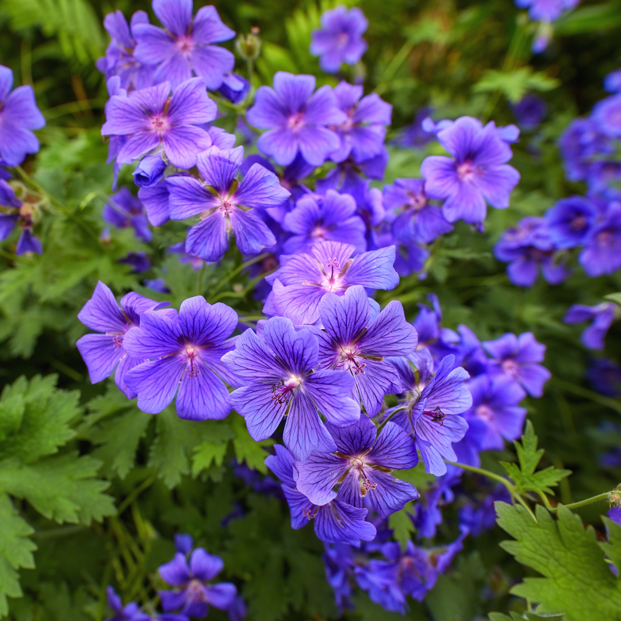 Bakker Géranium ibérique plante vivace pot Ø 9cm violet