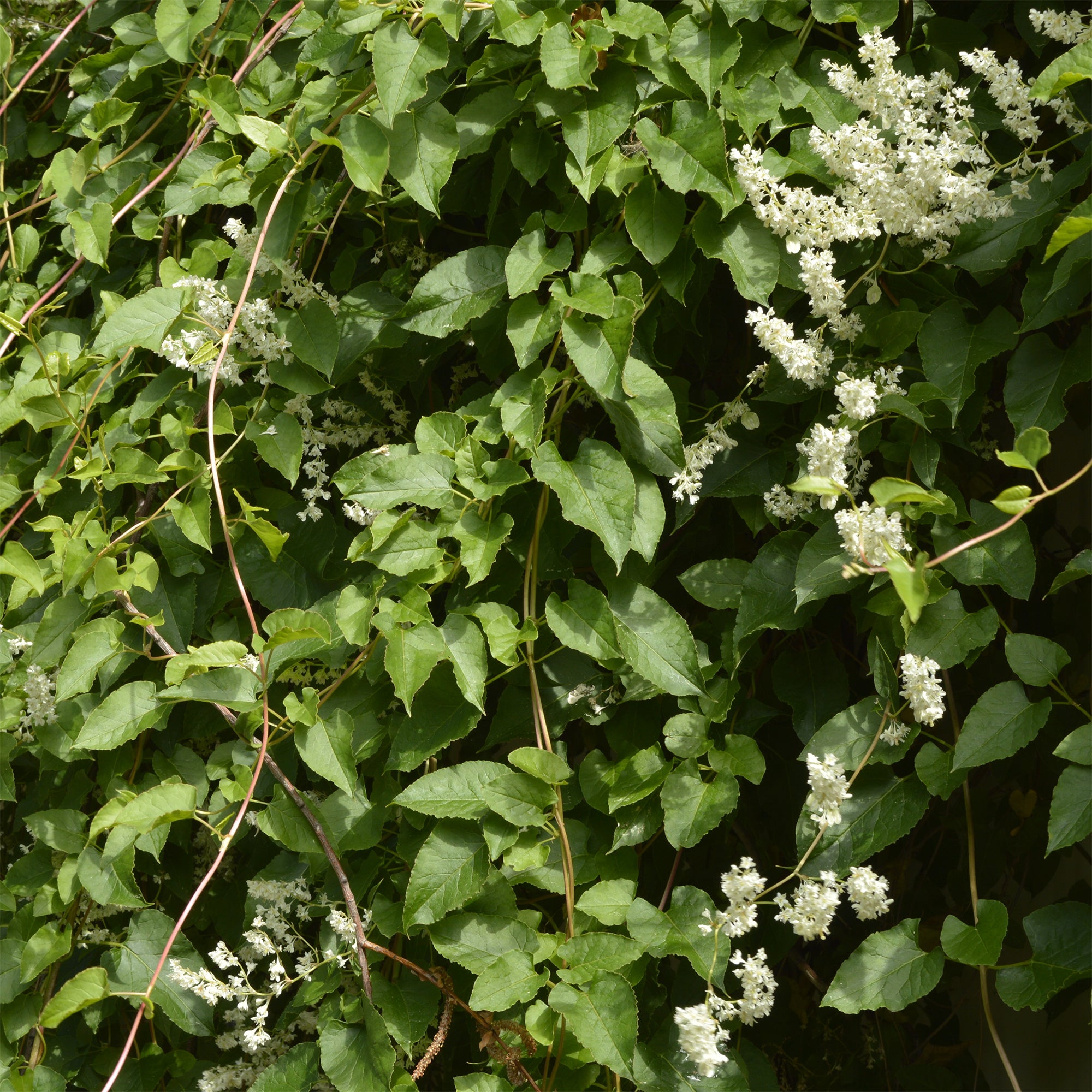 Bakker Renouée Aubert Fallopia plante grimpante pot 1,5L blanc