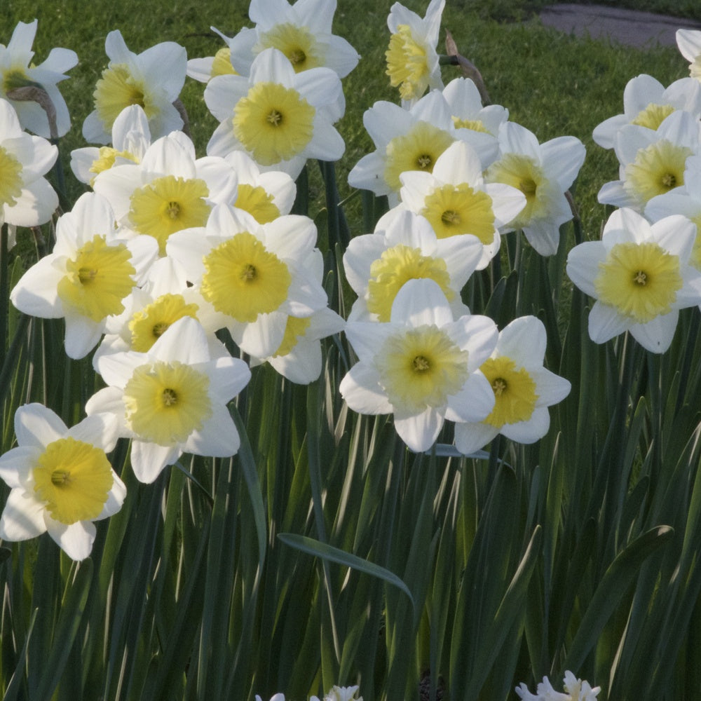 Bakker Narcisses Ice Follies bulbes x5 blanc 14-16cm