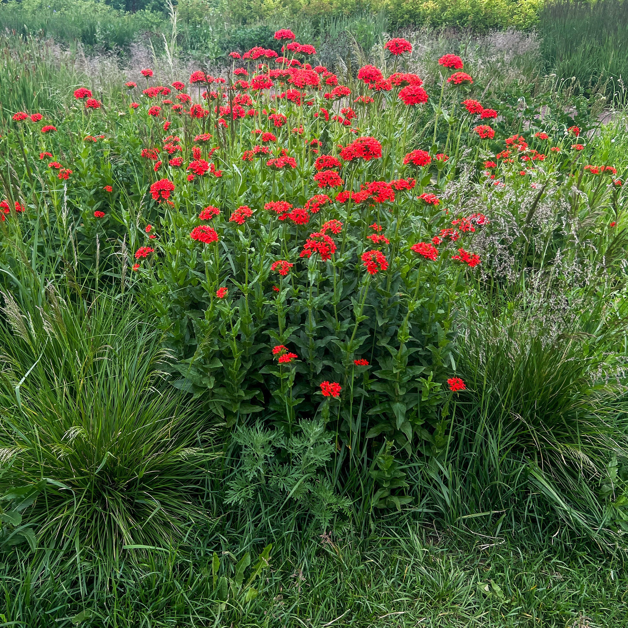 Bakker Croix de Jérusalem lychnis rouge sachet 0,2g
