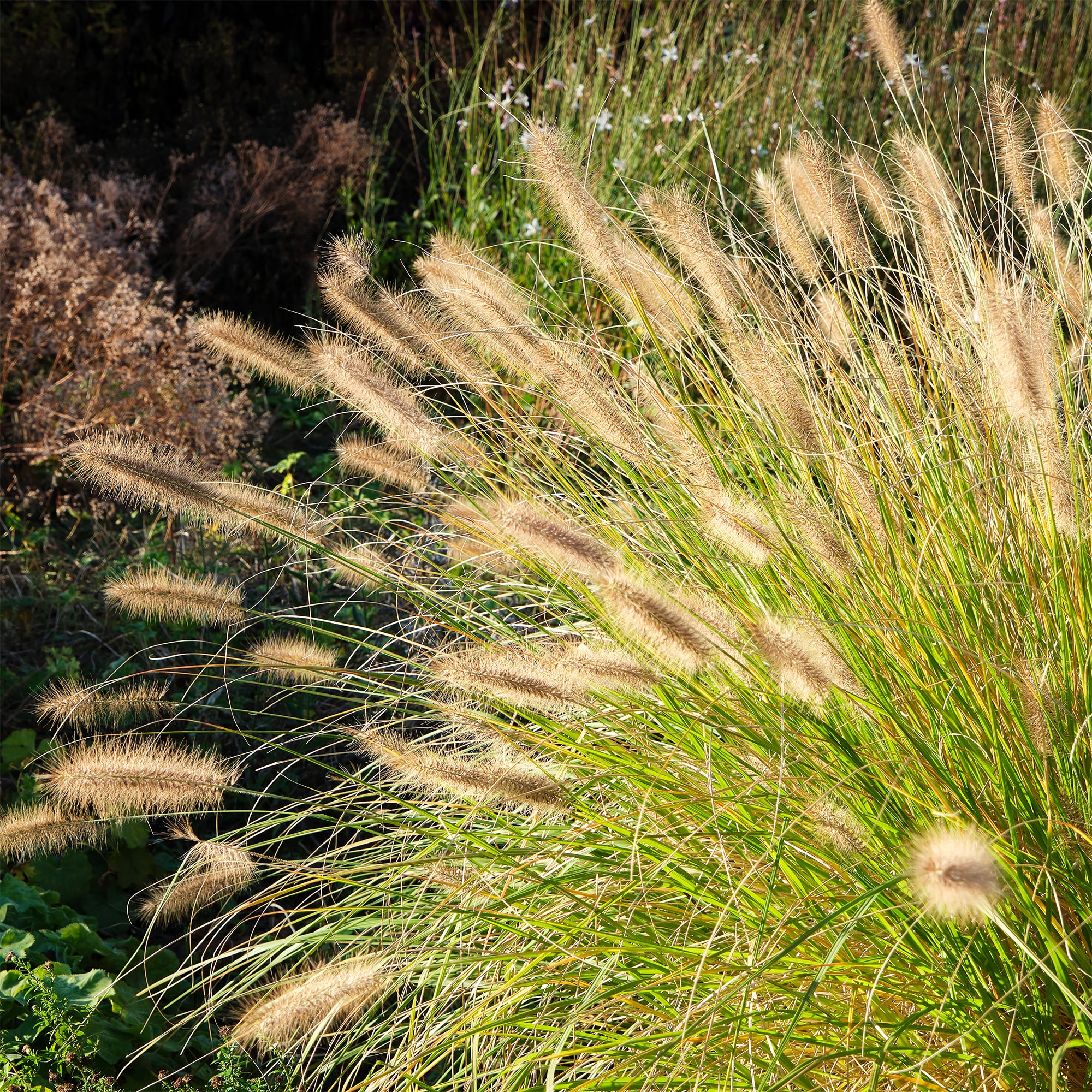 Bakker Pennisetum Herbe aux écouvillons graminée pot 9cm