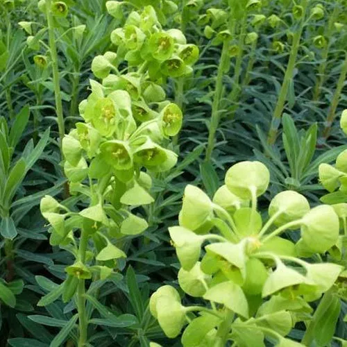 Bakker Euphorbe des garrigues plante vivace pot 8cm soleil