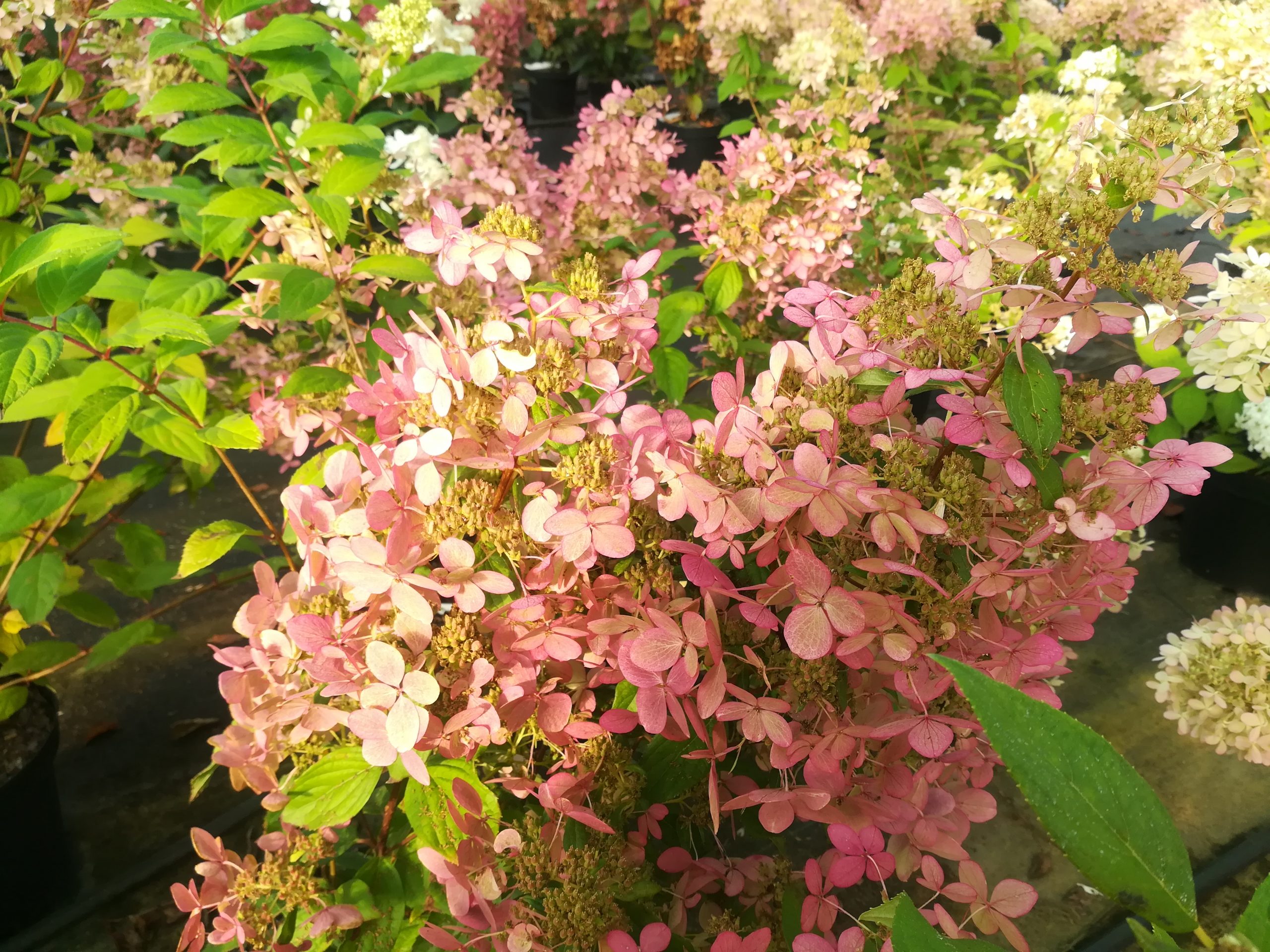 Les Hortensias du Haut Bois Confetti hortensia panicule godet