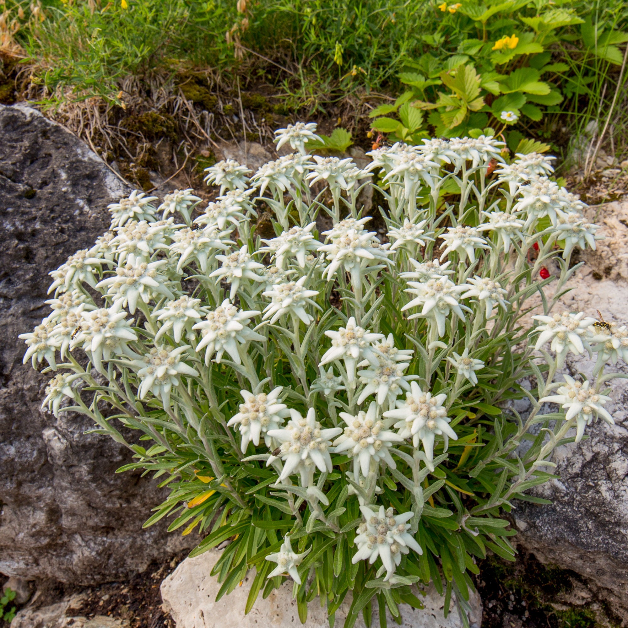 Bakker Edelweiss vivace Leontopodium alpinum graines sachet 0,1g blanche