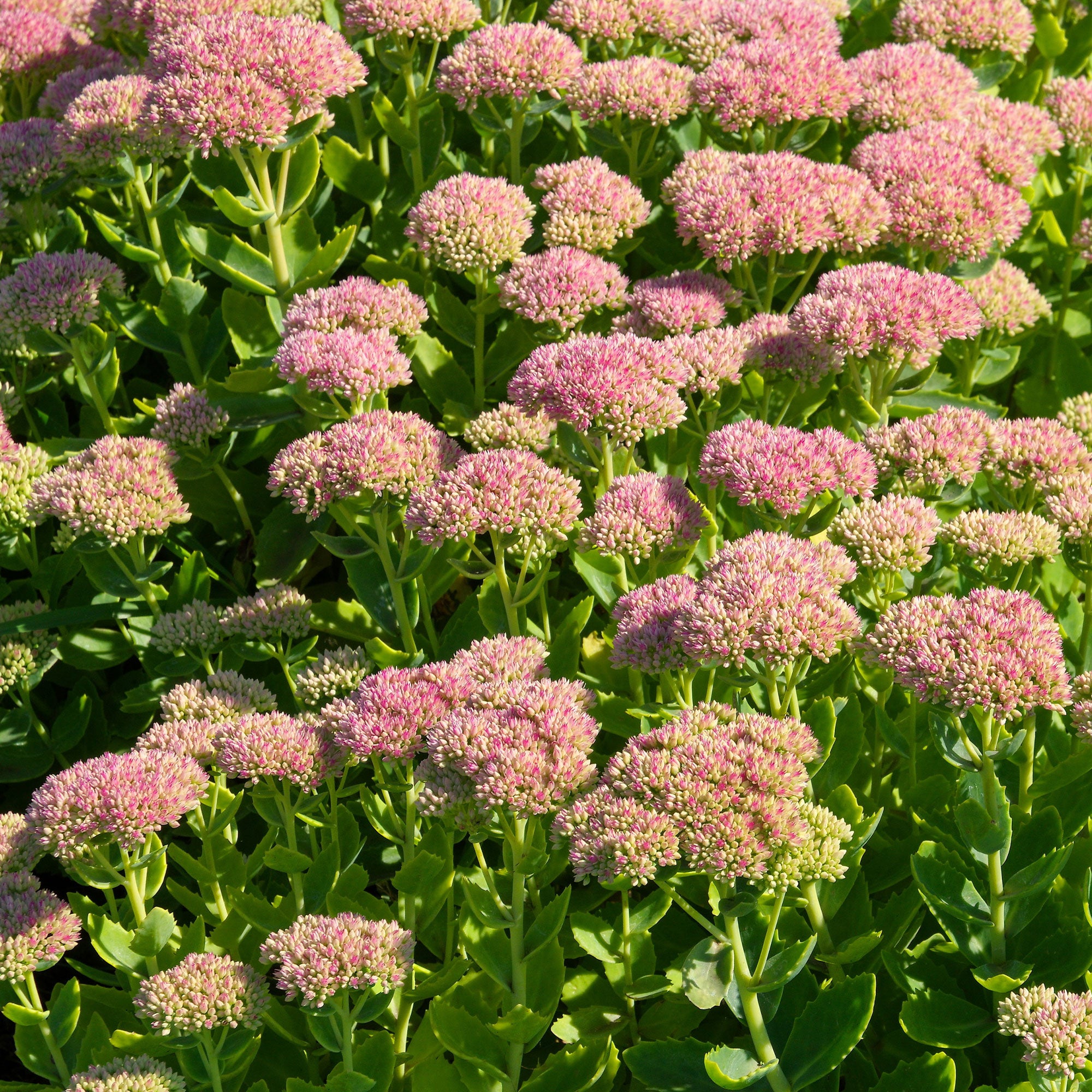 Bakker Sedum Carmen plante vivace pot 8cm rose
