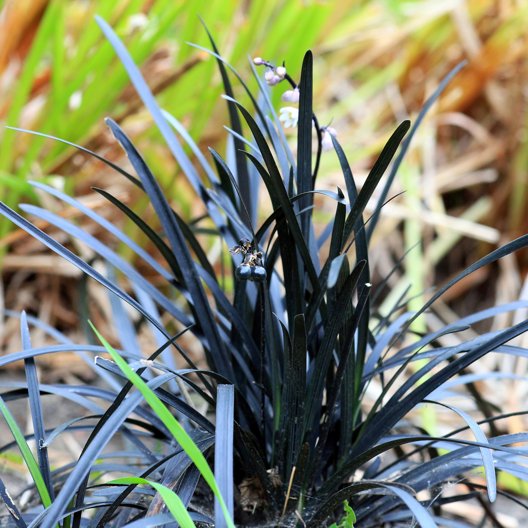 Bakker Ophiopogon Niger Couvre-sol feuillage noir Pot 8cm