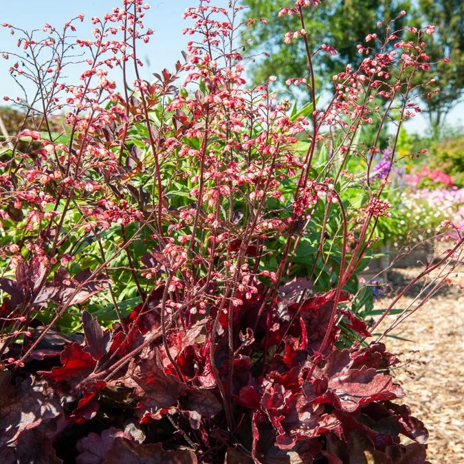 Bakker Plantes vivaces Heuchère Fire Chief vivace pot 9cm rouge