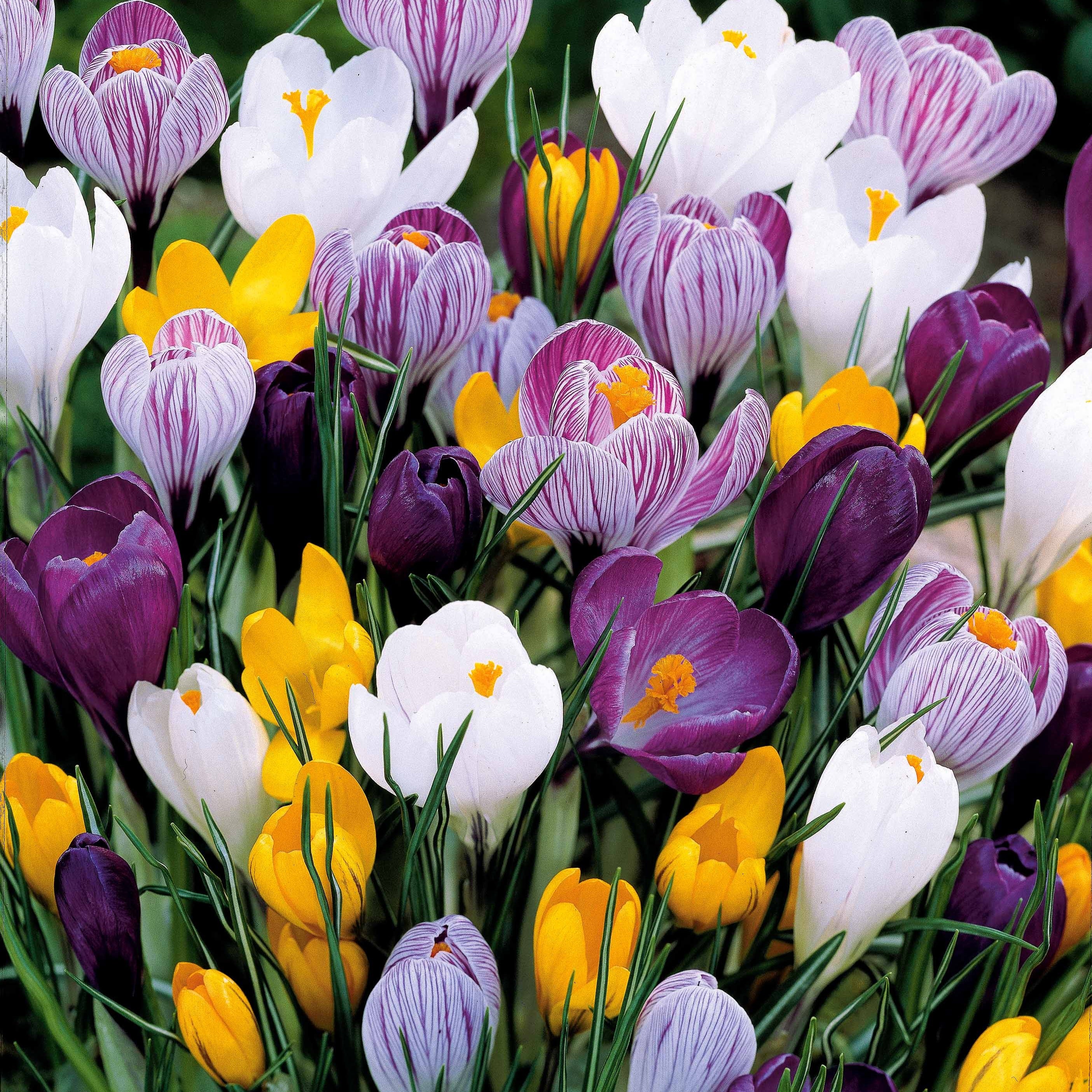 Bakker Crocus grosses fleurs bulbes sachet 100 mélange