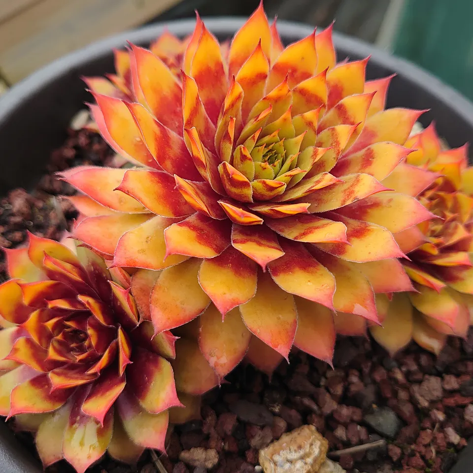 Passion Vivaces Sempervivum Gold Nugget joubarbe rose