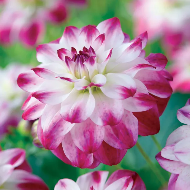 Bakker Dahlia Saint Martin rose 3 bulbes calibre II