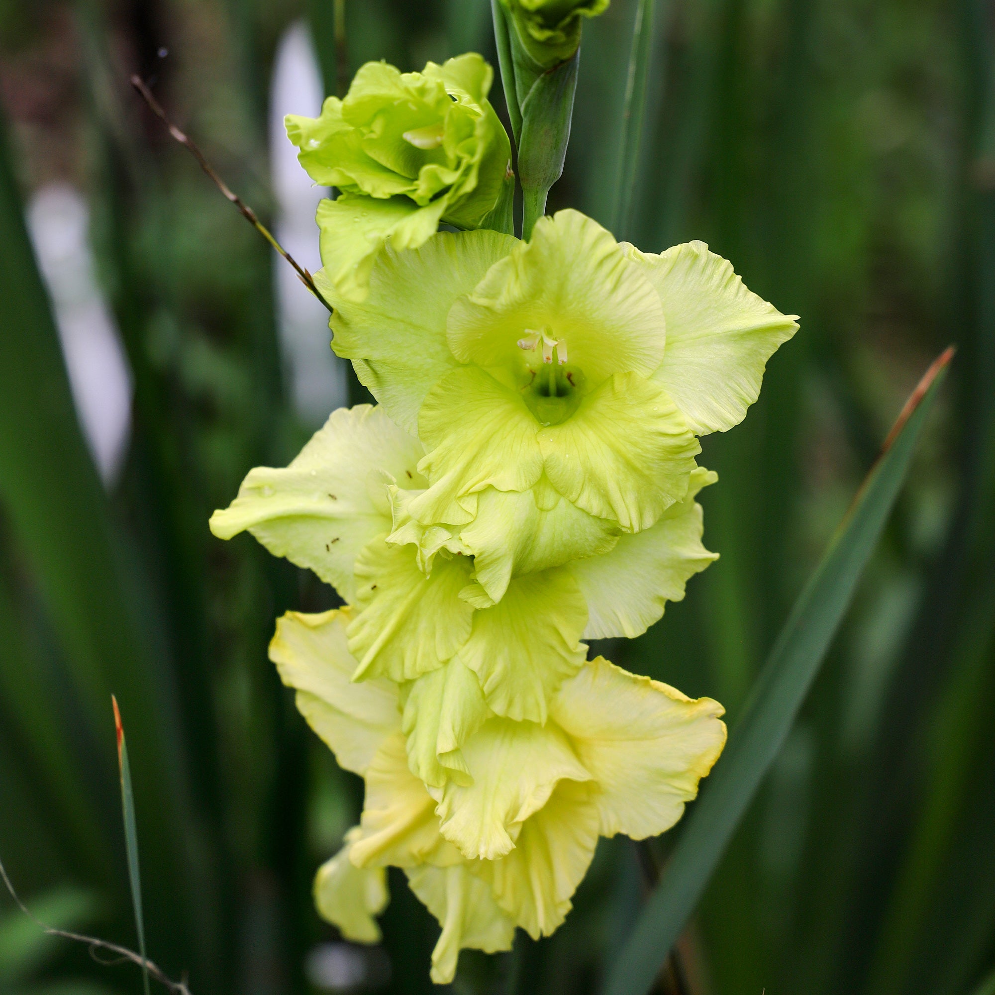 Bakker Glaïeuls Dingadong bulbes 25 jaune 12-14cm couper