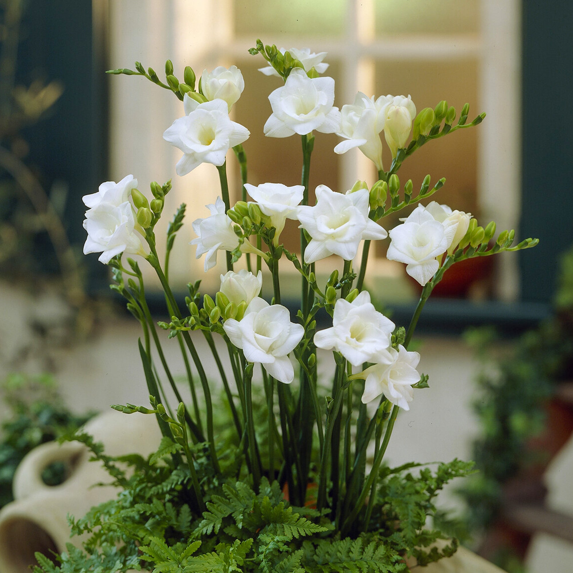 Bakker 25 Freesias doubles blancs bulbes sachet parfumés