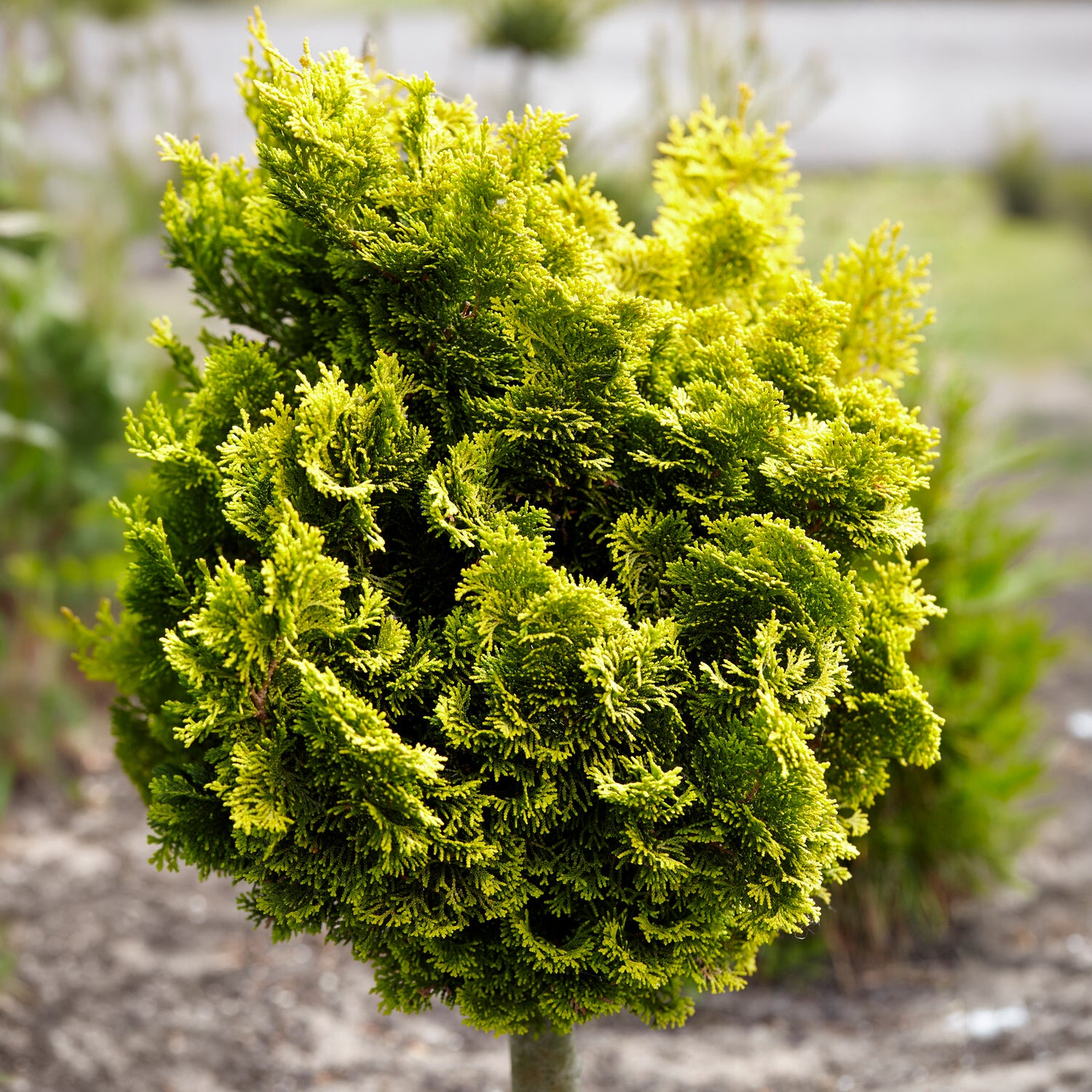 Bakker Aurora faux cyprès conifère pot 3L doré