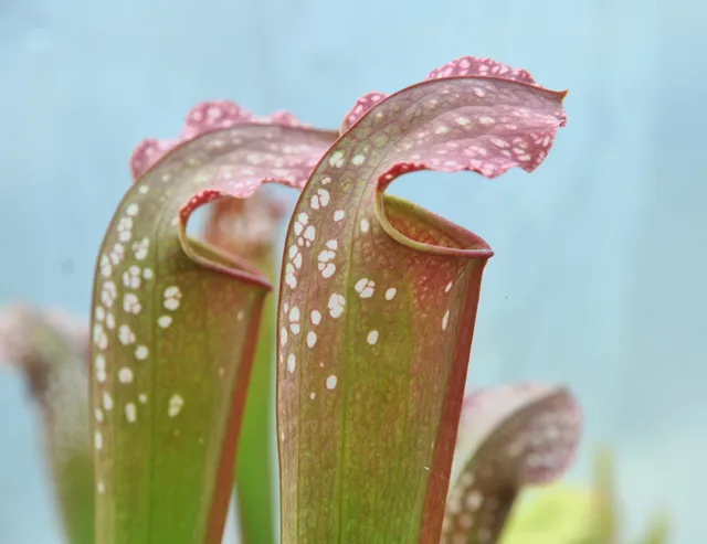Carniflore Sarracenia x excellens plante carnivore 1 point 70/80cm
