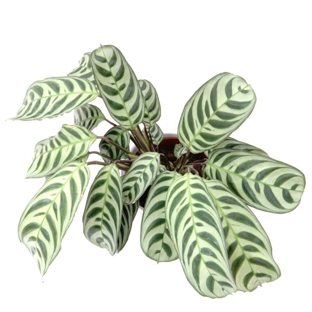 Bakker Dormeuse Ctenanthe burle-marxii plante d'intérieur pot Ø12cm