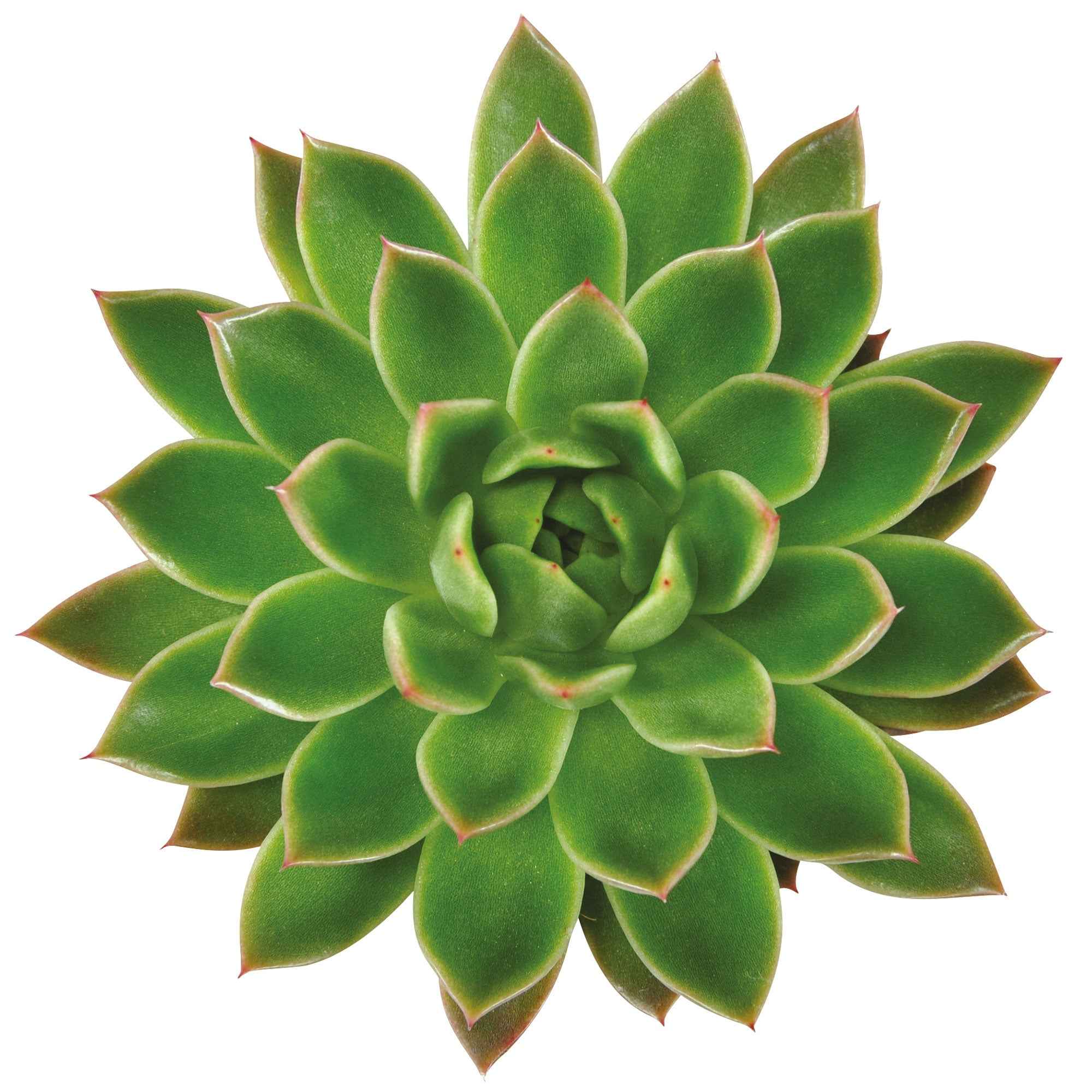 Bakker Echeveria Agavoides plante grasse pot 12cm