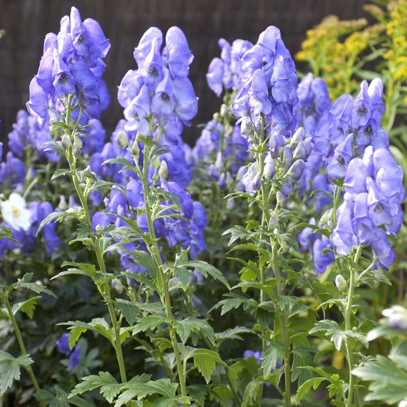 Bakker Aconit Arendsii vivace pot Ø 9cm bleu-violet