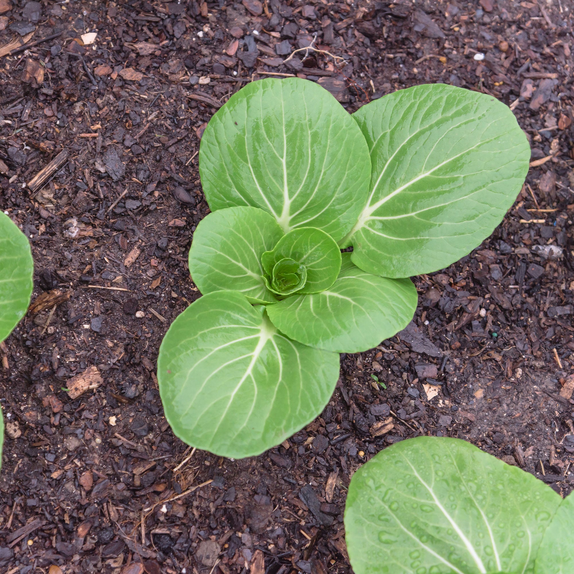Bakker Pak-choi Green Fortune F1 graines sachet 100 vert rapide