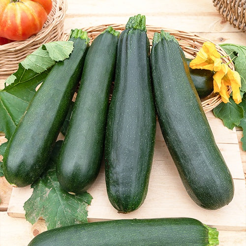 Bakker Black Beauty courgette graine sachet 5g productive