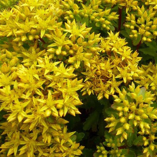 Bakker Sedum Immergrünchen orpin 3 pots Ø 9cm jaune