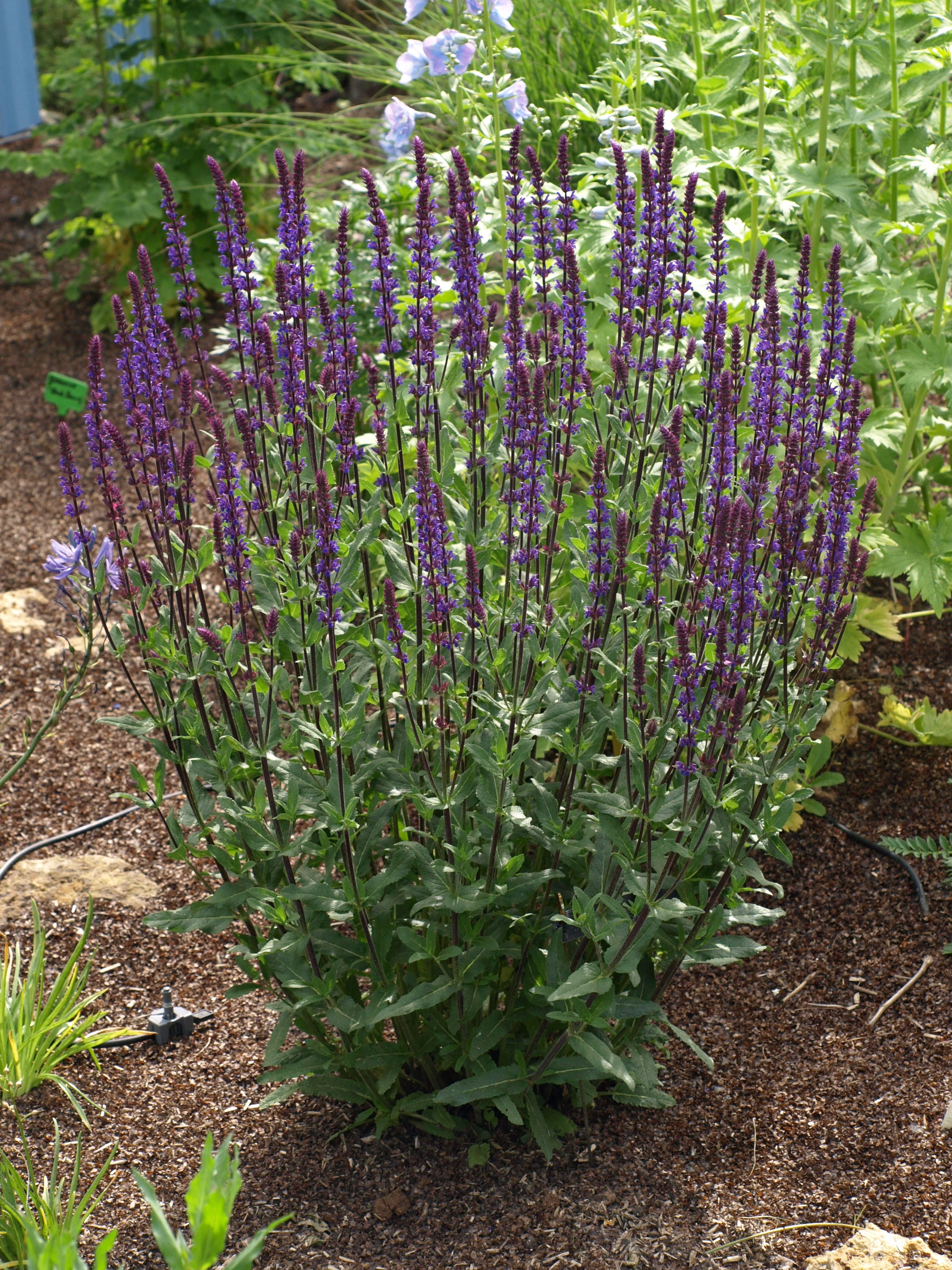 Passion Vivaces Salvia Carradona sauge pot 1 litre épis bleu violacé