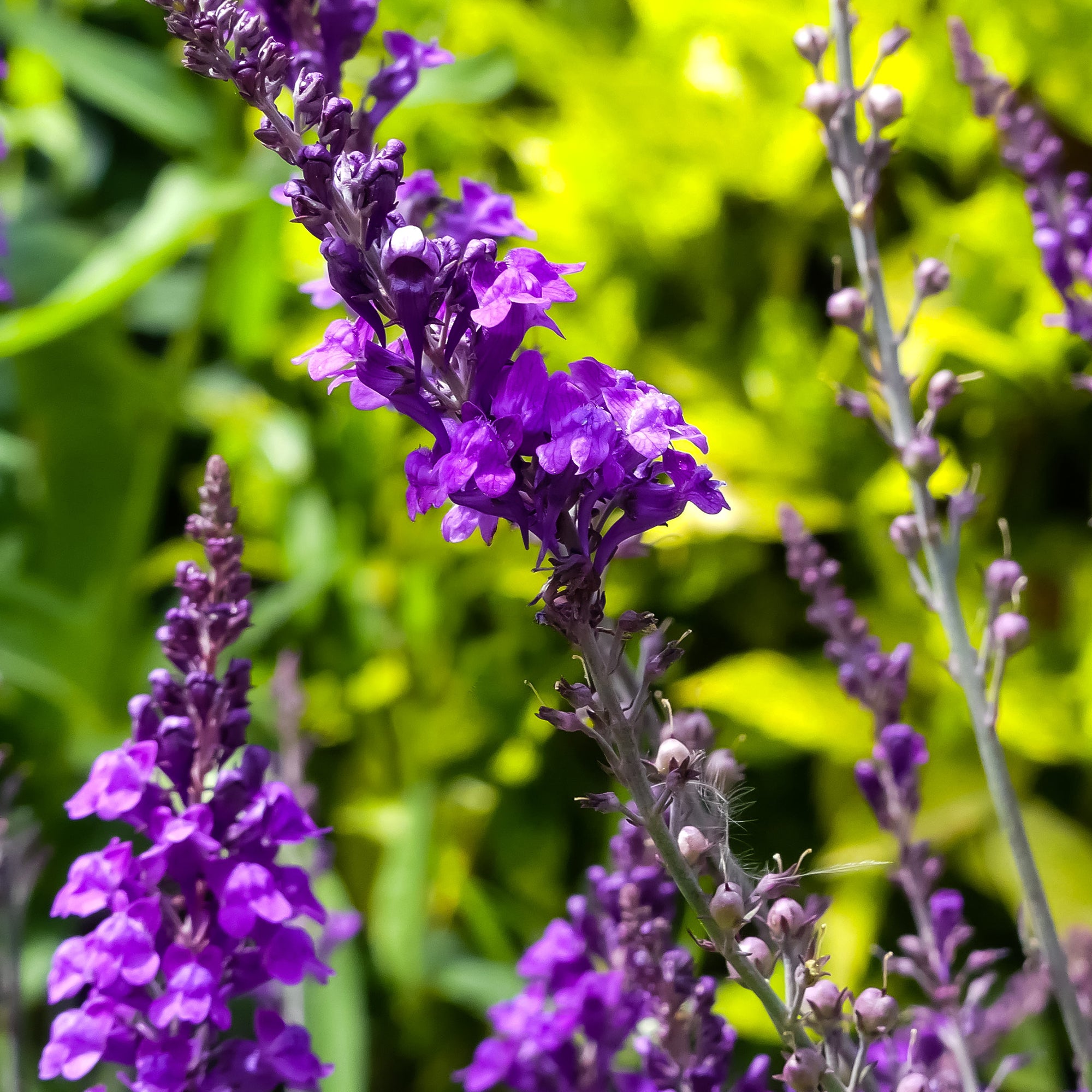 Bakker Linaire Pourpre vivace violette pot Ø9cm
